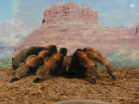 Фото Мексиканский красноногий птицеед