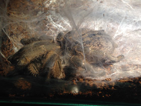 Фото Пряморогий птицеед