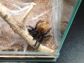 Фото Венесуэльский разноцветный птицеед