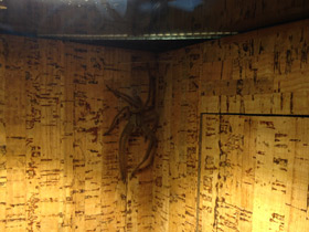 Фото Американский странствующий паук