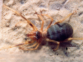 Фото Обыкновенная сольпуга