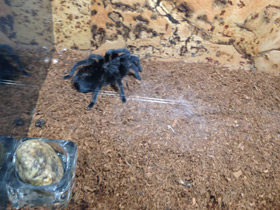 Фото Чёрная граммостола