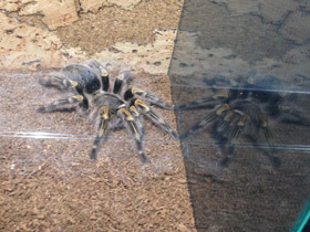 Фото Золотополосая граммостола