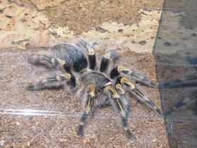 Фото Золотополосая граммостола