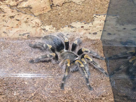 Фото Золотополосая граммостола