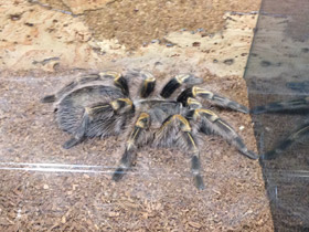 Фото Золотополосая граммостола