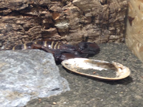 Смотреть фото Каменный африканский скорпион Фото Каменный африканский скорпион