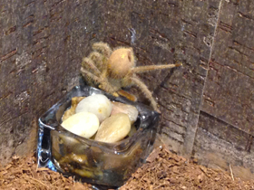 Фото Гетеропода Дэвидбоуи