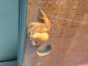 Фото Гетеропода Дэвидбоуи