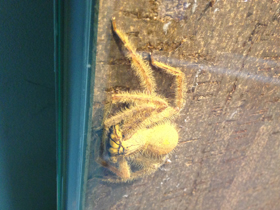 Фото Гетеропода Дэвидбоуи