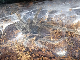 Фото Золотистый социальный птицеед