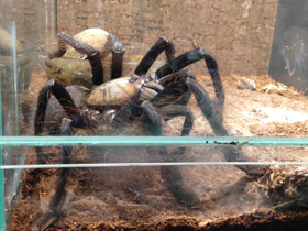 Фото Сингапурский фиолетовый птицеед