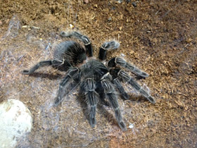 Фото Большой розовый птицеед