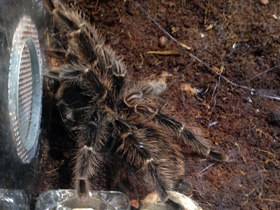 Фото Большой розовый птицеед