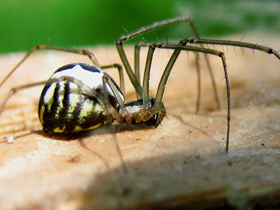 Фото Линифия треугольная