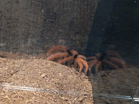 Фото Колумбийский красноногий птицеед