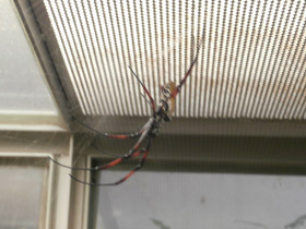 Фото Сенегальская нефила