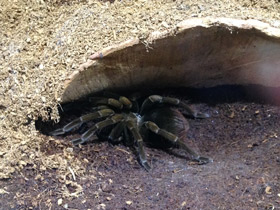 Фото Чёрный памфобебеус