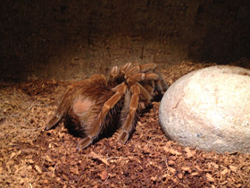 Фото Сизый памфобебеус