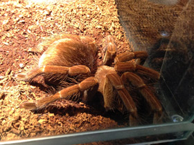 Фото Сизый памфобебеус