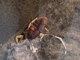 Фото Желтоногий парабутус