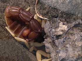 Фото Желтоногий парабутус