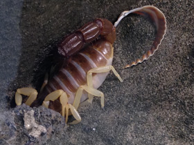 Фото Желтоногий парабутус