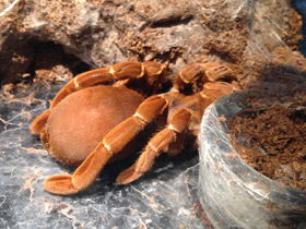 Фото Королевский паук-бабуин