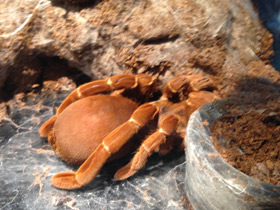 Фото Королевский паук-бабуин