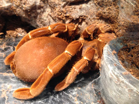 Фото Королевский паук-бабуин