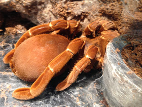 Фото Королевский паук-бабуин