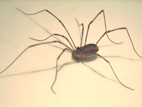 Фото Сенокосцы