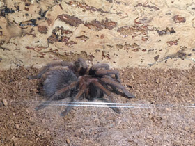 Фото Доминиканский птицеед