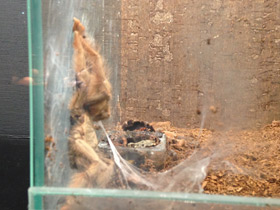 Фото Панамский псалмопеус