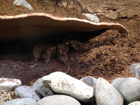 Фото Птицеед-голиаф