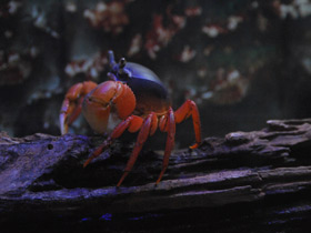 Фото Радужный краб