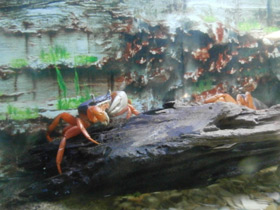 Фото Радужный краб