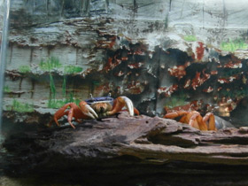 Фото Радужный краб