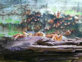 Фото Радужный краб