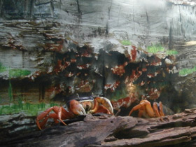 Фото Радужный краб