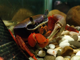 Фото Радужный краб