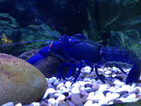 Фото Ябби-разрушитель