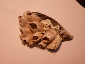 Фото Усоногие