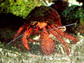 Белоточечный рак–отшельник Белоточечный рак–отшельник