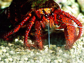 Белоточечный рак–отшельник Белоточечный рак–отшельник