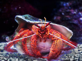 Смотреть фото Белоточечный рак–отшельник Фото Белоточечный рак–отшельник