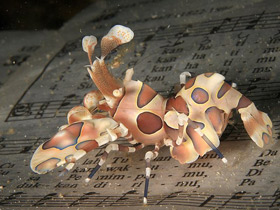 Фото Пятнистая креветка-арлекин