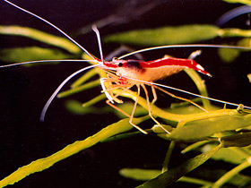 Фото Тихоокеанская креветка-чистильщик