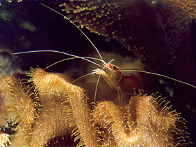 Фото Тихоокеанская креветка-чистильщик