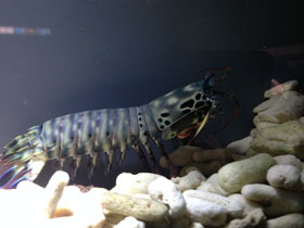 Фото Рак-богомол